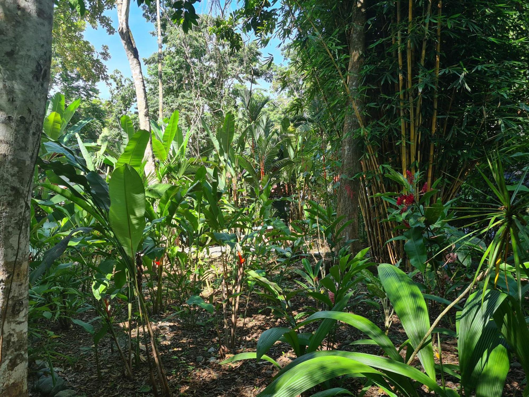 Villa El Jardin De Playa Negra Puerto Viejo de Talamanca Esterno foto